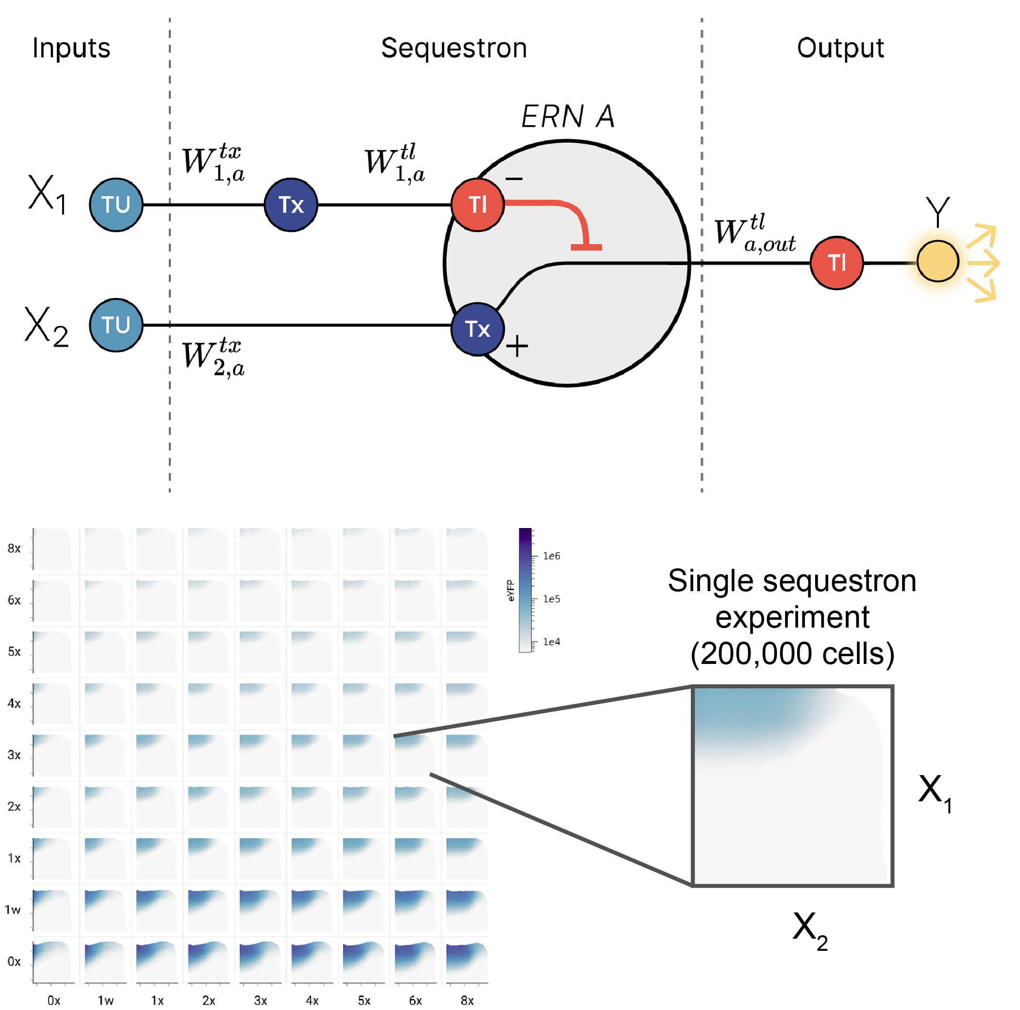 Neuromorphic Bio-computing