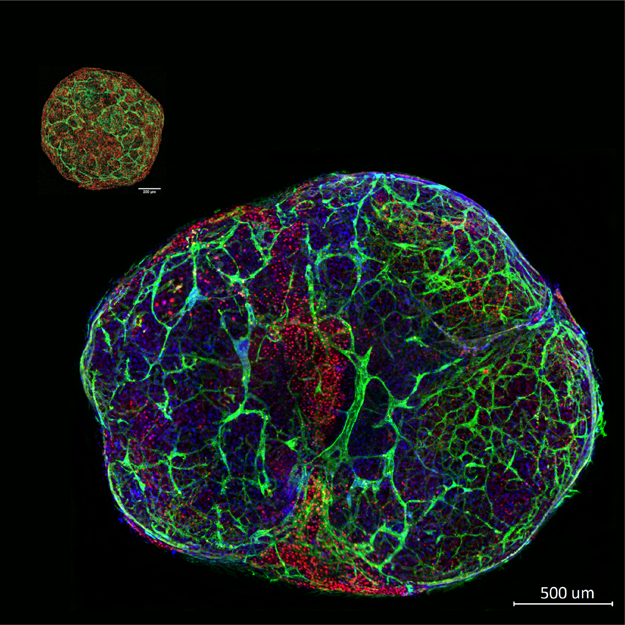 Programmable organoids and synthetic morphogenesis