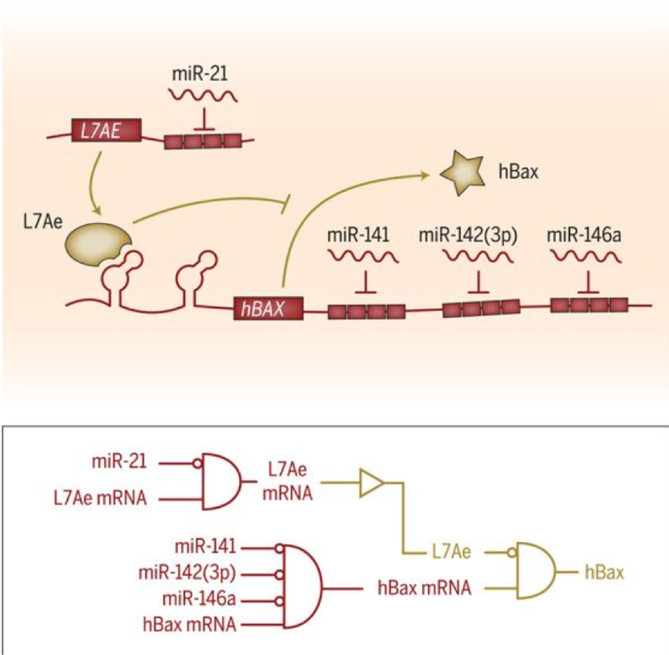 RNA synthetic biology